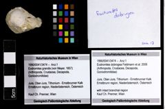 Foto (Objekt + Etiketten) von Eodromites dobrogea (Feldmann et al., 2006) 